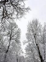 A mesmerizing close-up of tree branches covered in freshly fallen snow, forming intricate patterns against a muted winter sky. The delicate balance of snow adds a serene and peaceful touch photo