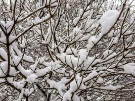 A mesmerizing close-up of tree branches covered in freshly fallen snow, forming intricate patterns against a muted winter sky. The delicate balance of snow adds a serene and peaceful touch photo