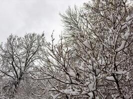 A mesmerizing close-up of tree branches covered in freshly fallen snow, forming intricate patterns against a muted winter sky. The delicate balance of snow adds a serene and peaceful touch photo
