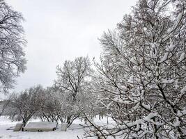 A mesmerizing close-up of tree branches covered in freshly fallen snow, forming intricate patterns against a muted winter sky. The delicate balance of snow adds a serene and peaceful touch photo