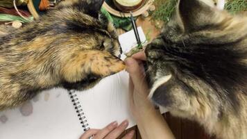 Kittens sniff curiously at branch of fir tree. Woman's hand holds spruce branch and plays with it with two cats. Curious pets. Wooden table with sketchbook, thread, candle and other objects. video