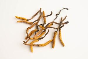 Cordyceps sinensis or Ophiocordyceps sinensis isolated on white background, mushroom herb trea photo