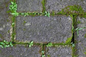 Background of Paving Surface with Moss and Green Grass Growth for Natural and Environmental Concept Projects. photo
