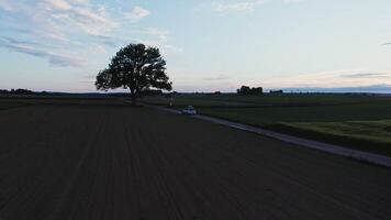 A tree in the middle of a field video