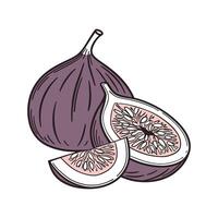 Nutritious Fig Mash Flavorful Option vector
