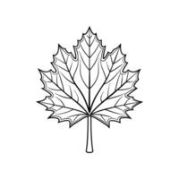 Charming Big Leaf Maple Tree Outline vector