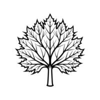 Unique Outline of Big Leaf Maple Tree vector