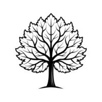 Stylish Big Leaf Maple Tree Design vector