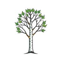 Paper Birch Tree Bold Outline Design 1 vector