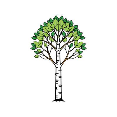 Paper Birch Tree Bold Outline Design 2