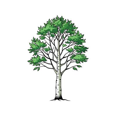 Distinct Birch Tree Outline Art