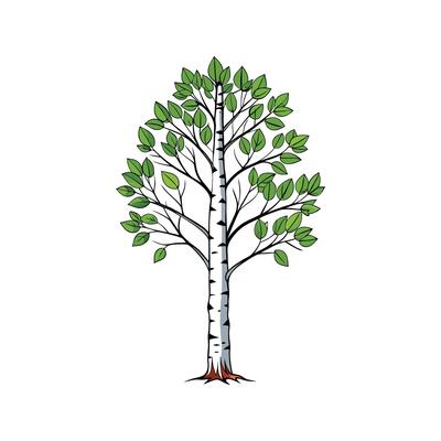 Realistic Birch Tree Bold Outline Design 1