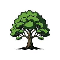 Realistic California Black Oak Tree Bold Outline Design 3 vector