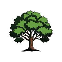 Realistic California Black Oak Tree Bold Outline Design 1 vector