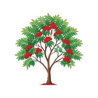 Stylish Realistic Mountain Ash Tree Outline vector