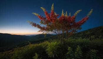 Red Tree Silhouetted Against a Twilight Sky Over a Valley photo