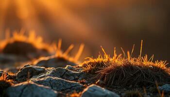 Sunrise Illuminates Dew-Covered Plants on Rocky Terrain photo