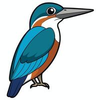A cartoon kingfisher bird on a white background vector