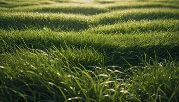 Close Up Green Grass Field With Dew Drops photo