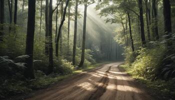 Sunlit Forest Path In Woods photo