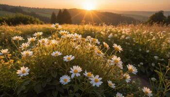Sunrise Over A Field Of Daisies photo