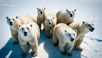 Seven Polar Bears on a Snowy Landscape photo
