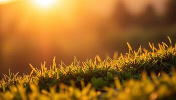 Dew-Covered Grass at Sunset Golden Hour Light and Texture photo