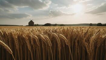 Golden Wheat Field At Sunset With Windmill photo