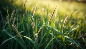 Green Grass with Seed Heads in Sunlight photo