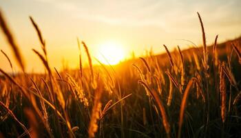 Golden Hour Sunset Over a Field of Grass photo