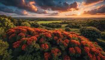 Sunset Aerial View of Hilltop with Orange Foliage photo
