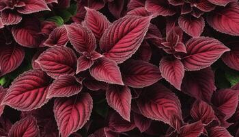Dark Red Leaves Texture Background photo
