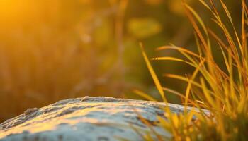 Dew-Covered Rock and Grass at Sunset photo