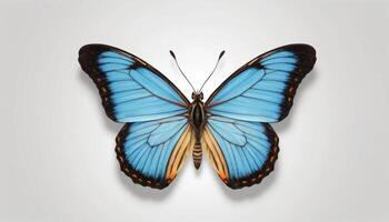 Detailed View Of Blue Butterfly On Light Gray Background photo