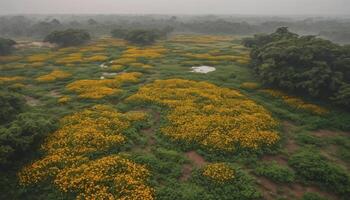 Vast Yellow Wildflower Meadow Under Hazy Sky photo