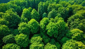 Dense Forest Canopy From Above photo