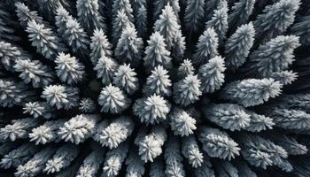 Aerial View of Snow Covered Evergreen Forest in Winter photo