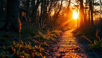 Sunset Path Through a Forest with Golden Light photo