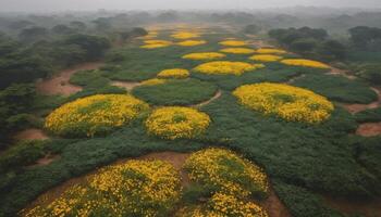Foggy Landscape with Circular Yellow Flower Fields photo