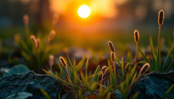 Sunrise Dew on Grass and Rocks photo