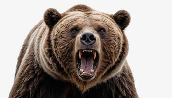 Powerful Grizzly Bear Roaring Close Up Against White Background photo