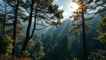 Sunlit Pine Forest Landscape with Warm Light and Shadows photo