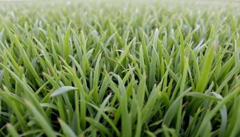 A close up of a field of green grass photo