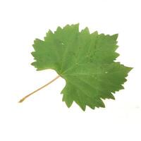 a grape leaf on a white background photo
