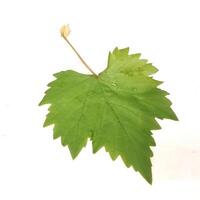 grape leaves facing down on a white background photo
