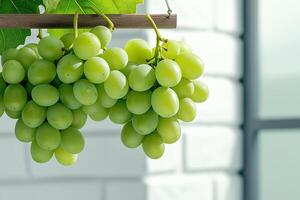 Fresh green grapes hanging from vine, showcasing their vibrant color and natural beauty against light background. Perfect for healthy eating and culinary uses photo