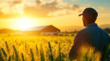 man stands in golden wheat field, gazing at barn during sunset. warm light creates serene atmosphere, highlighting beauty of rural life photo