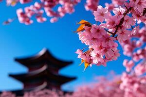 Blossoming cherry trees in front of traditional pagoda under clear blue sky create serene and picturesque scene. vibrant pink flowers contrast beautifully with architecture photo