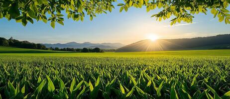 serene landscape featuring vibrant green field with corn plants, framed by lush leaves, and stunning sunset illuminating mountains in background photo