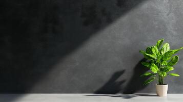 vibrant green plant in white pot stands against dark textured wall, casting soft shadow. scene conveys sense of calm and modernity, perfect for interior design inspiration photo